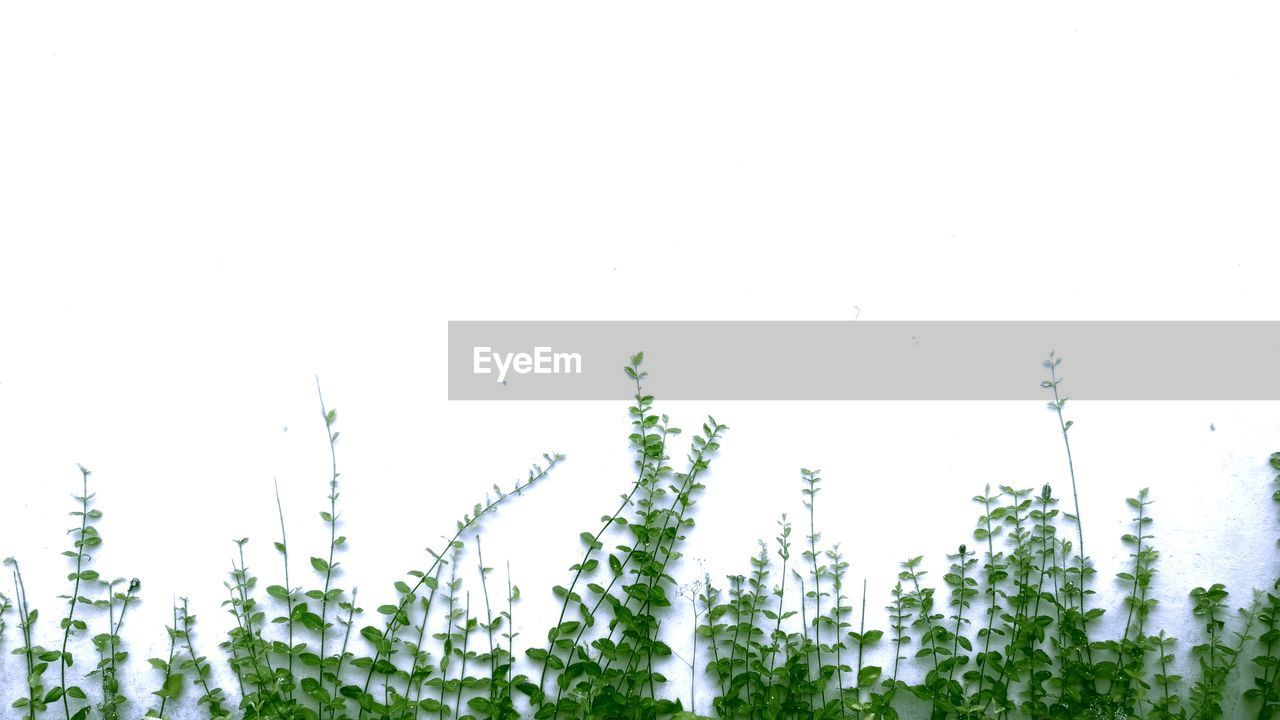CLOSE-UP OF FRESH PLANTS AGAINST SKY