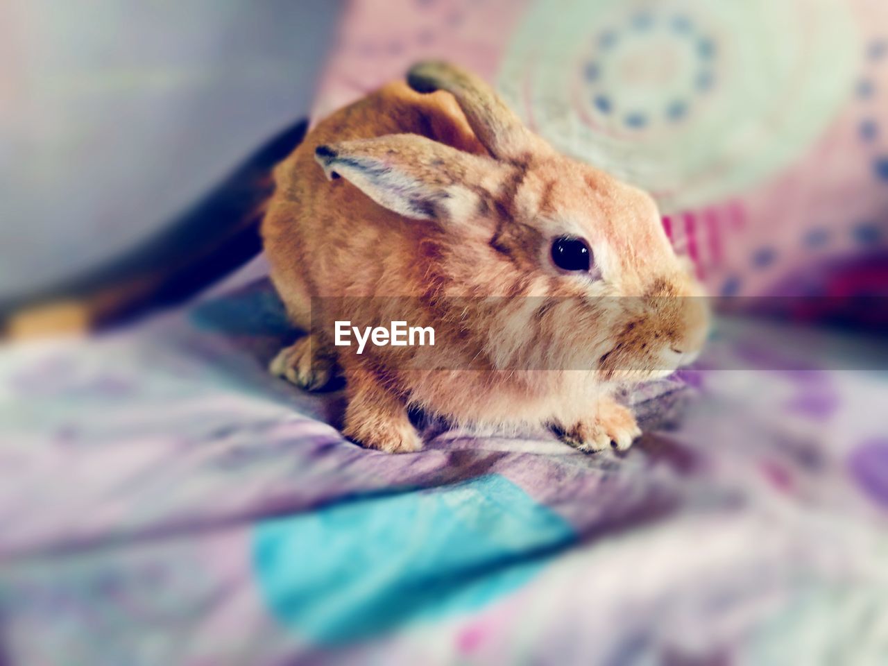 Close-up of rabbit on pet bed