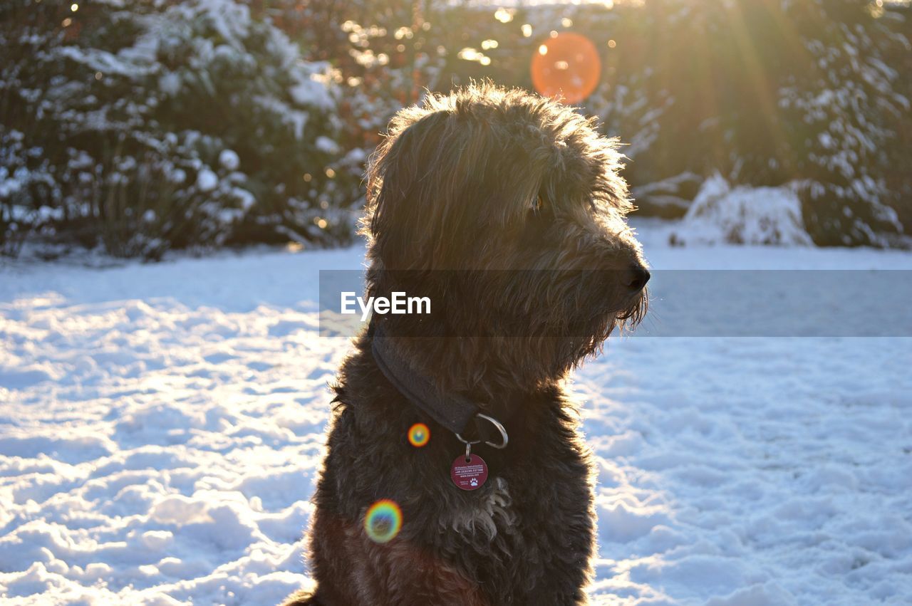 Tibetan terrier dogs on snow