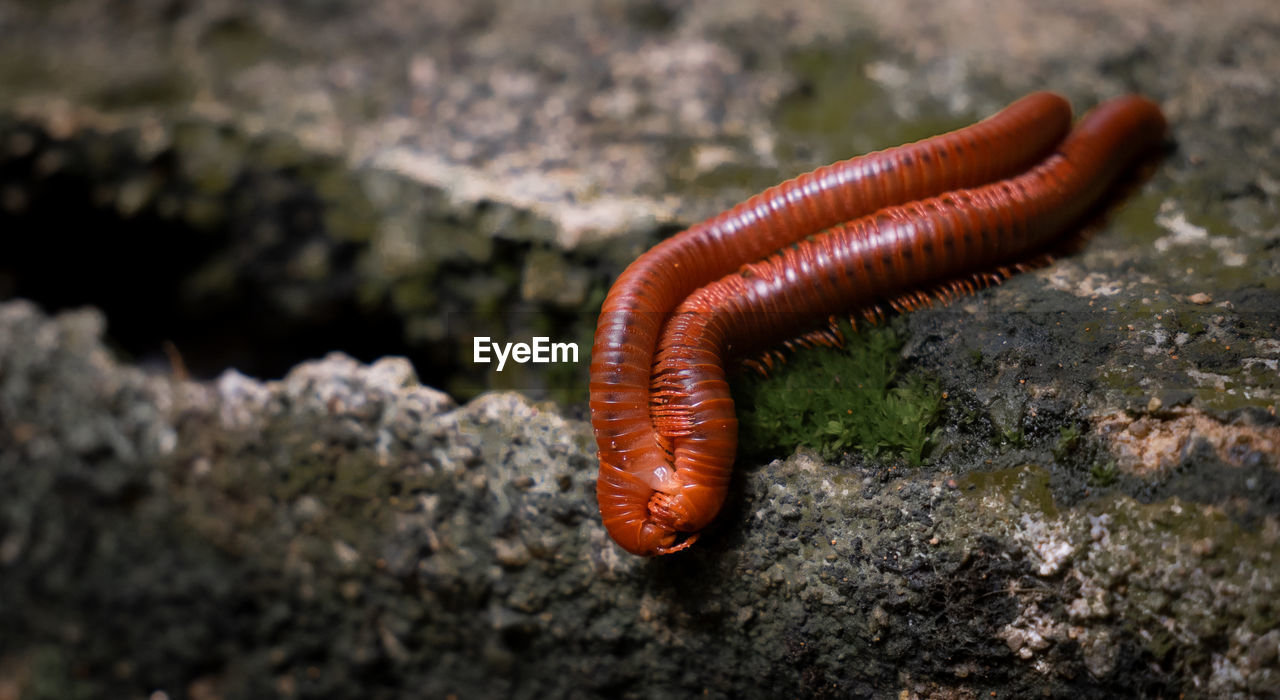 Mating of millipedes on cement wall during the breeding season	
