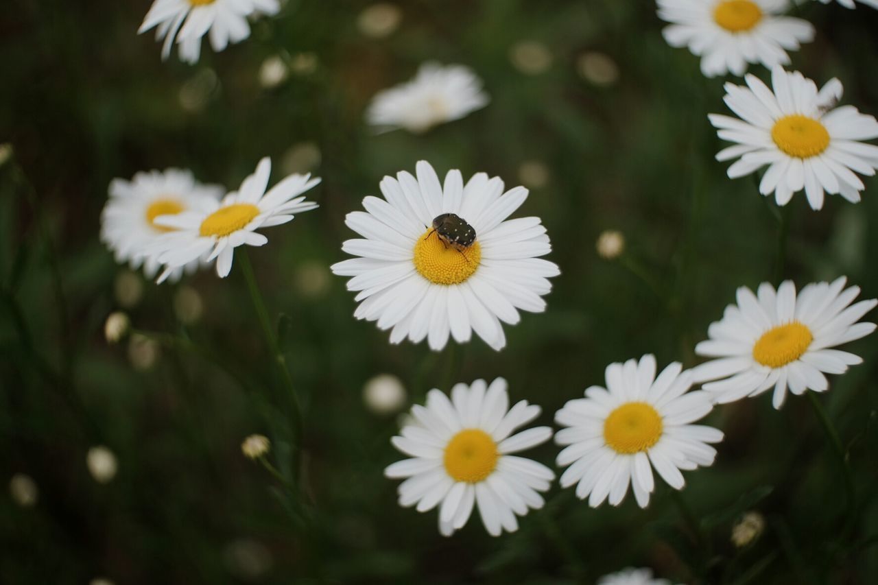 Close-up of beetle on white daisy