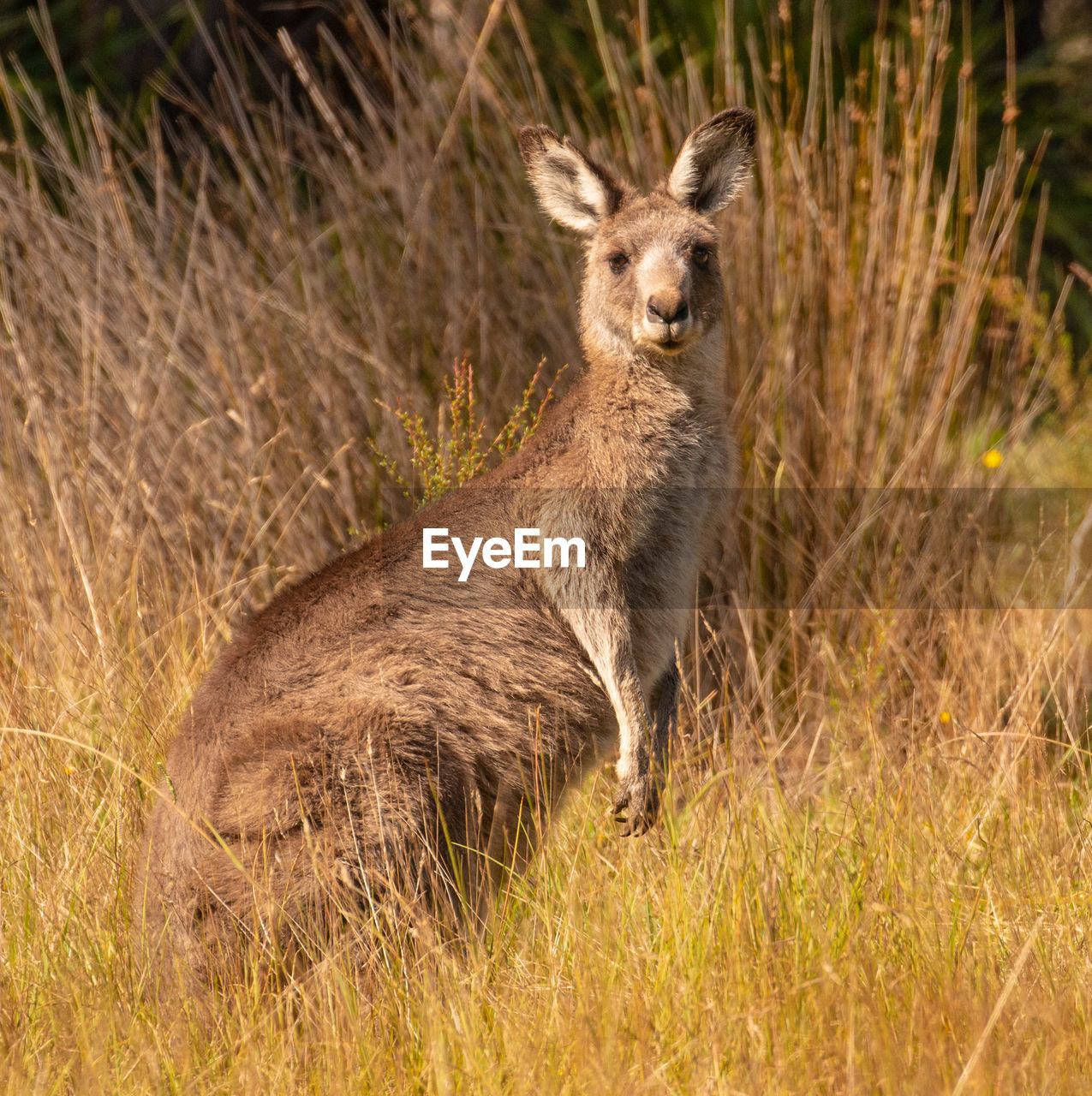 Portrait of kangaroo standing on grass