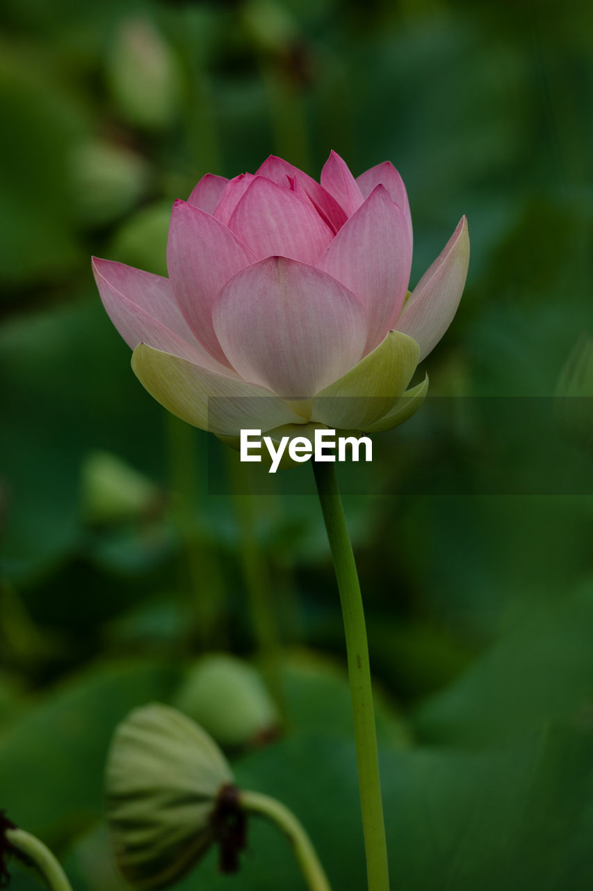CLOSE-UP OF LOTUS WATER LILY