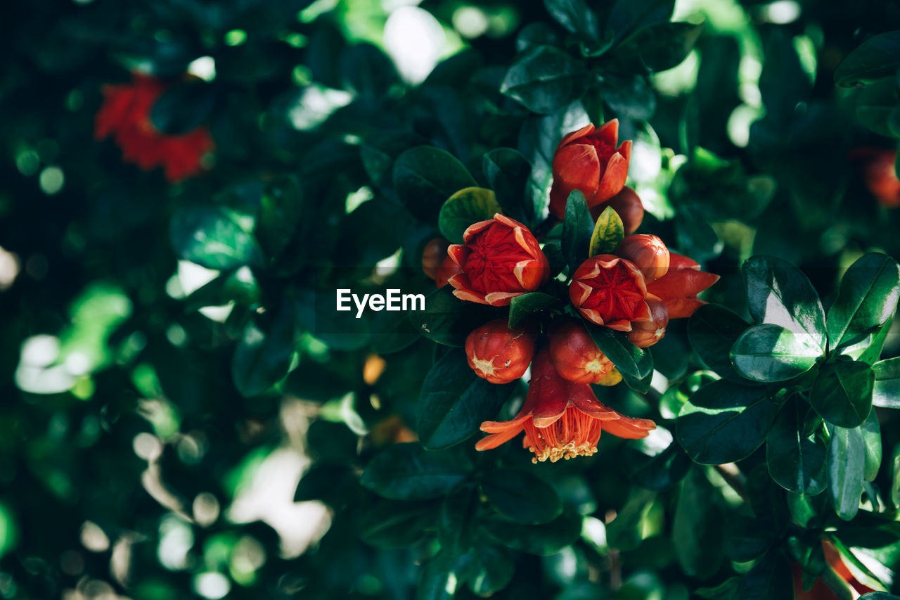 Close-up of red flowering plant pomegranate flower