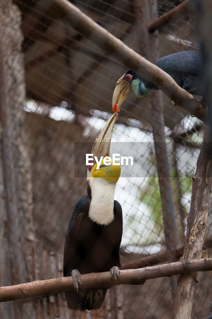 Close-up of hornbills perching in cage