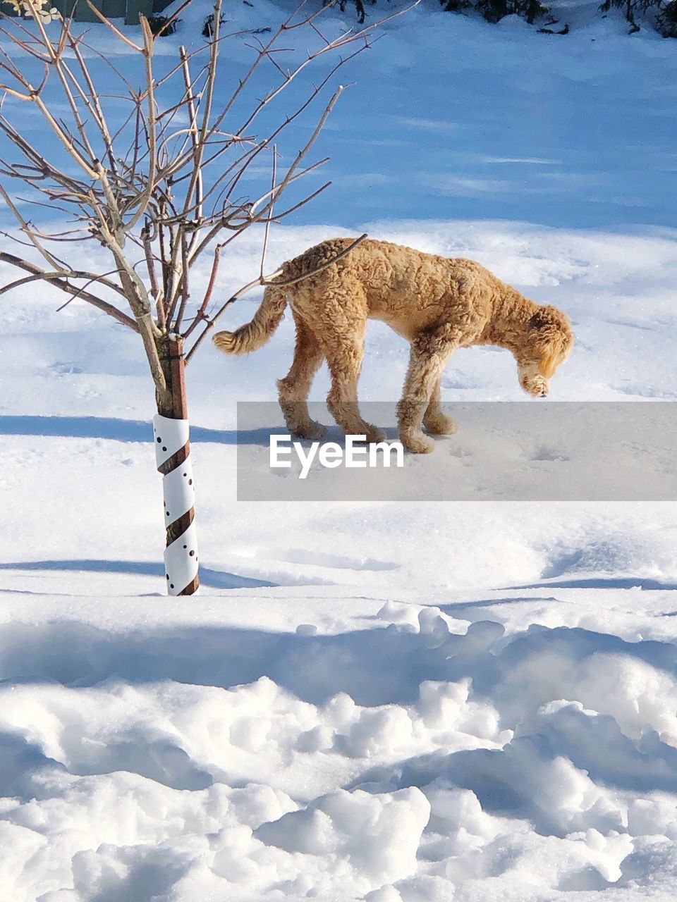 WHITE DOG STANDING IN SNOW