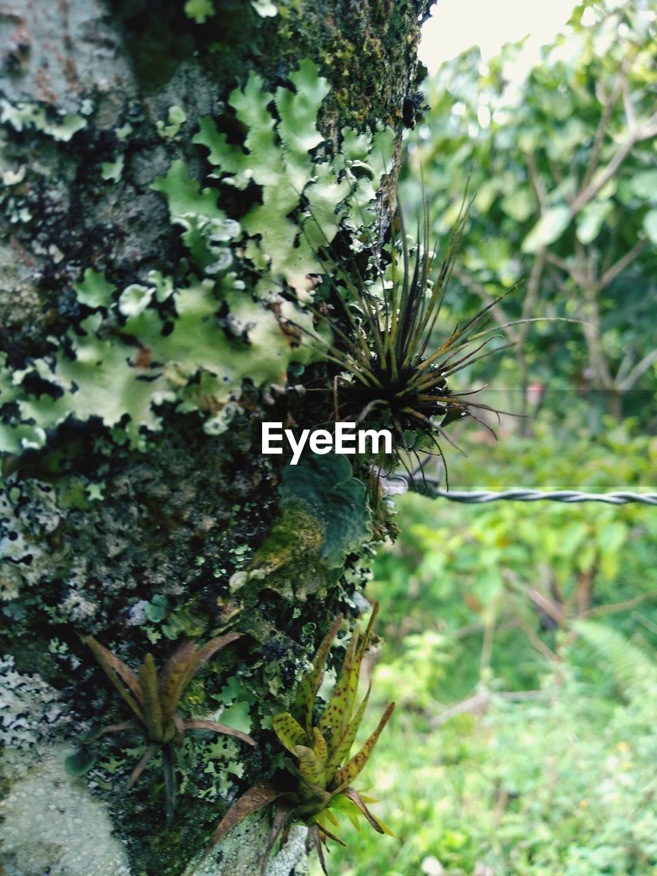 CLOSE-UP OF A BIRD PERCHING ON A TREE