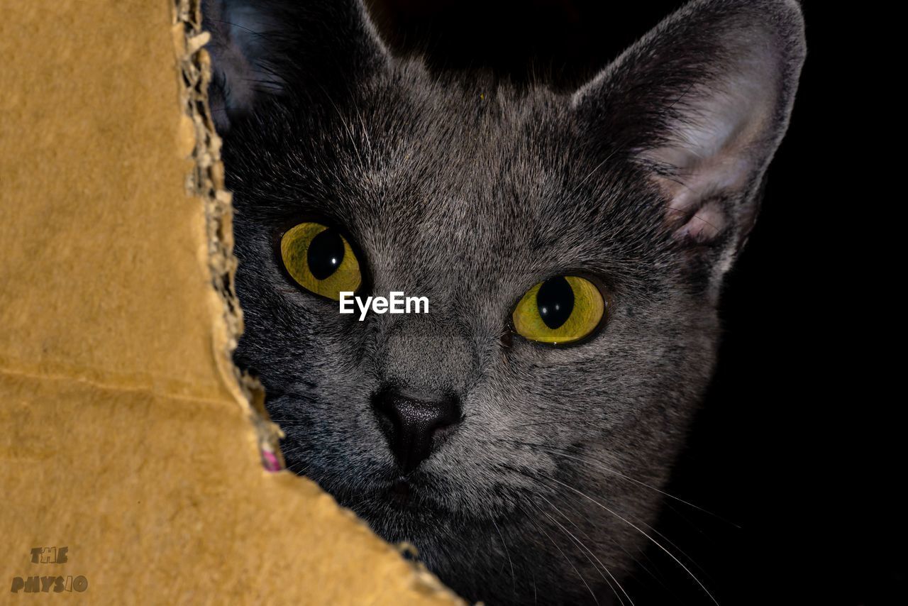 Close-up portrait of a cat