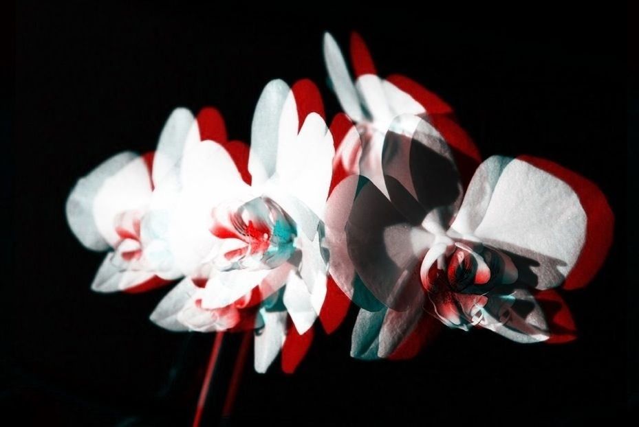 CLOSE-UP OF FLOWERS OVER BLACK BACKGROUND