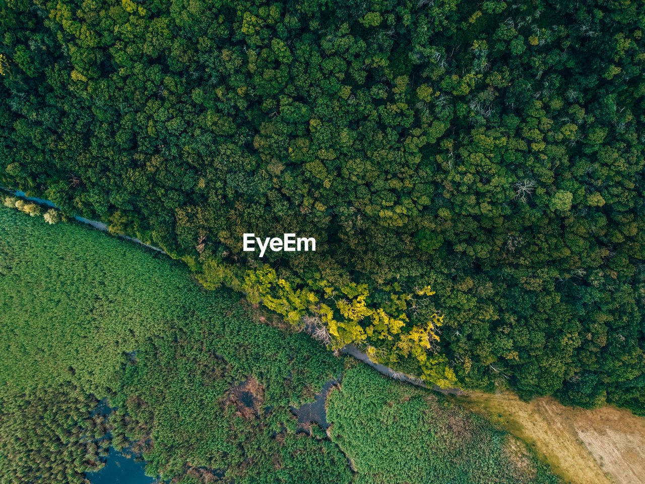 High angle view of yellow flowers growing on field