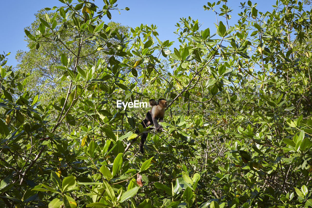 plant, tree, green, animal themes, nature, animal wildlife, animal, growth, flower, wildlife, no people, produce, leaf, low angle view, one animal, plant part, shrub, branch, sky, day, bird, outdoors, beauty in nature, perching, food and drink, food, sunlight, fruit, sunny, mammal