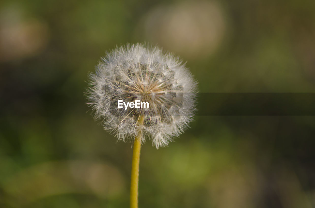Close-up of dandelion flower