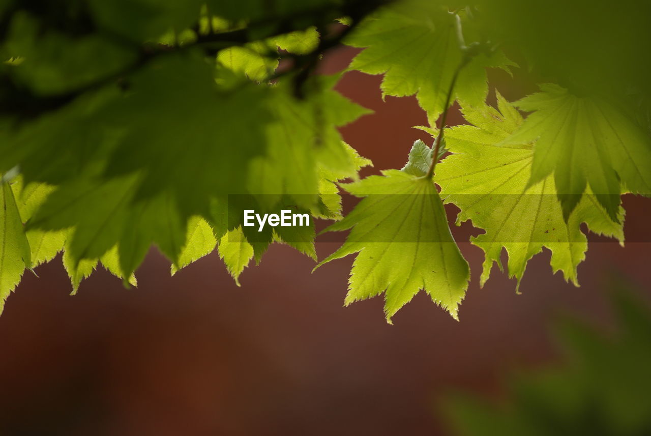 CLOSE-UP OF MAPLE LEAVES ON BRANCH