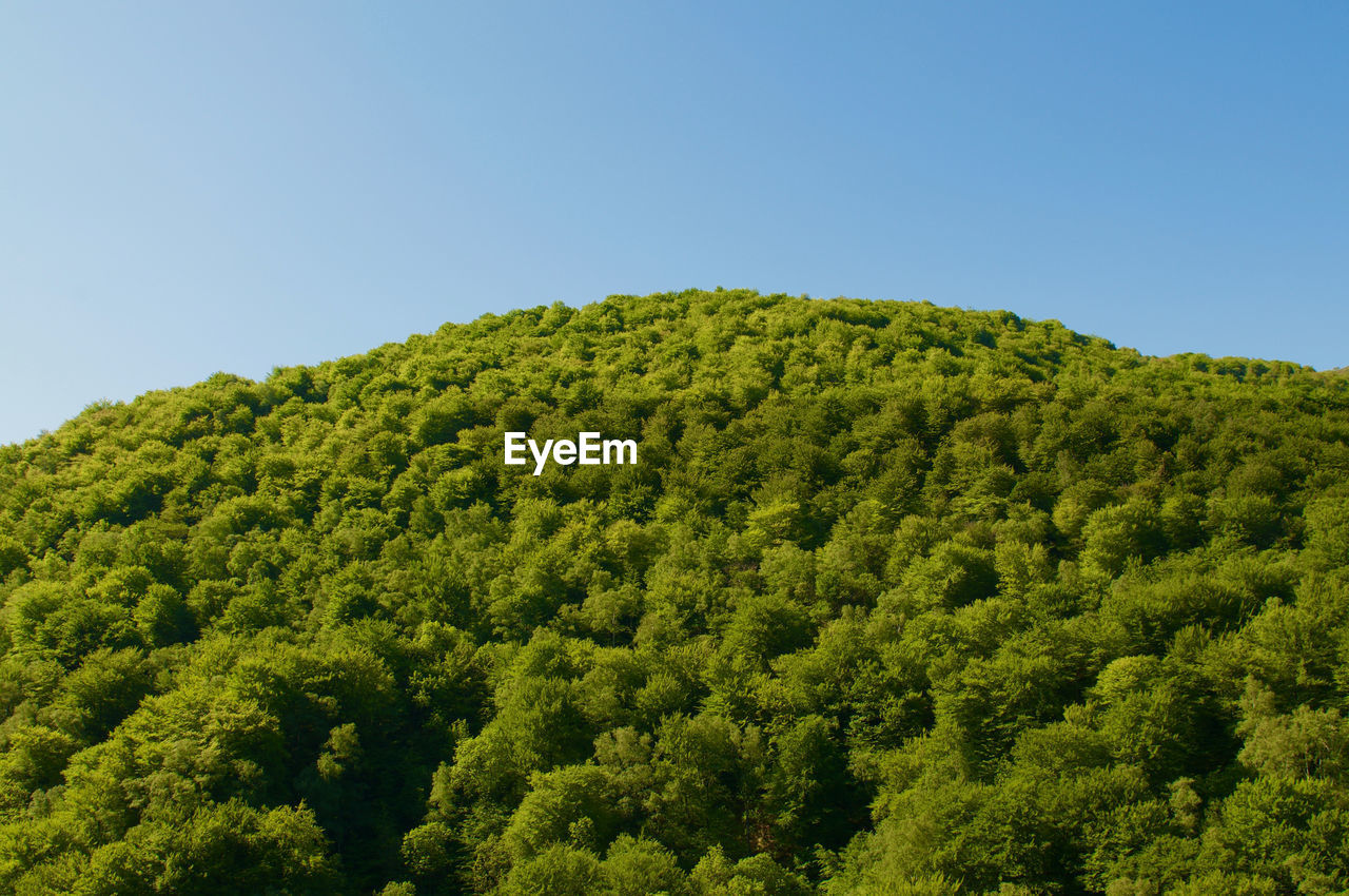 SCENIC VIEW OF FOREST AGAINST SKY