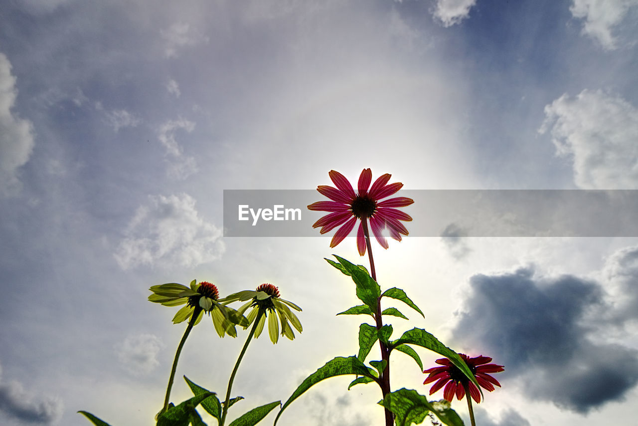 CLOSE-UP OF FLOWERING PLANT AGAINST CLOUDY SKY