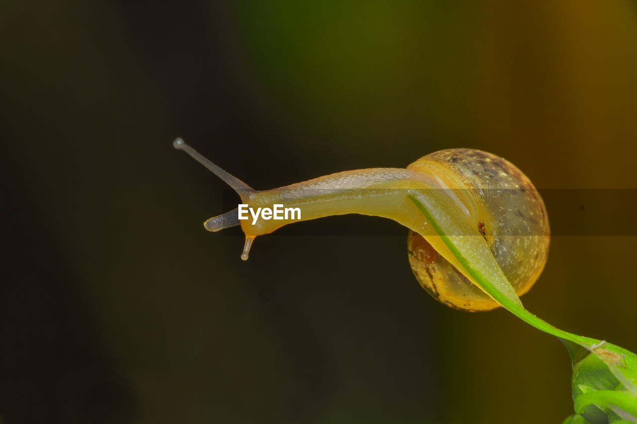 CLOSE-UP OF SNAIL ON A LEAF
