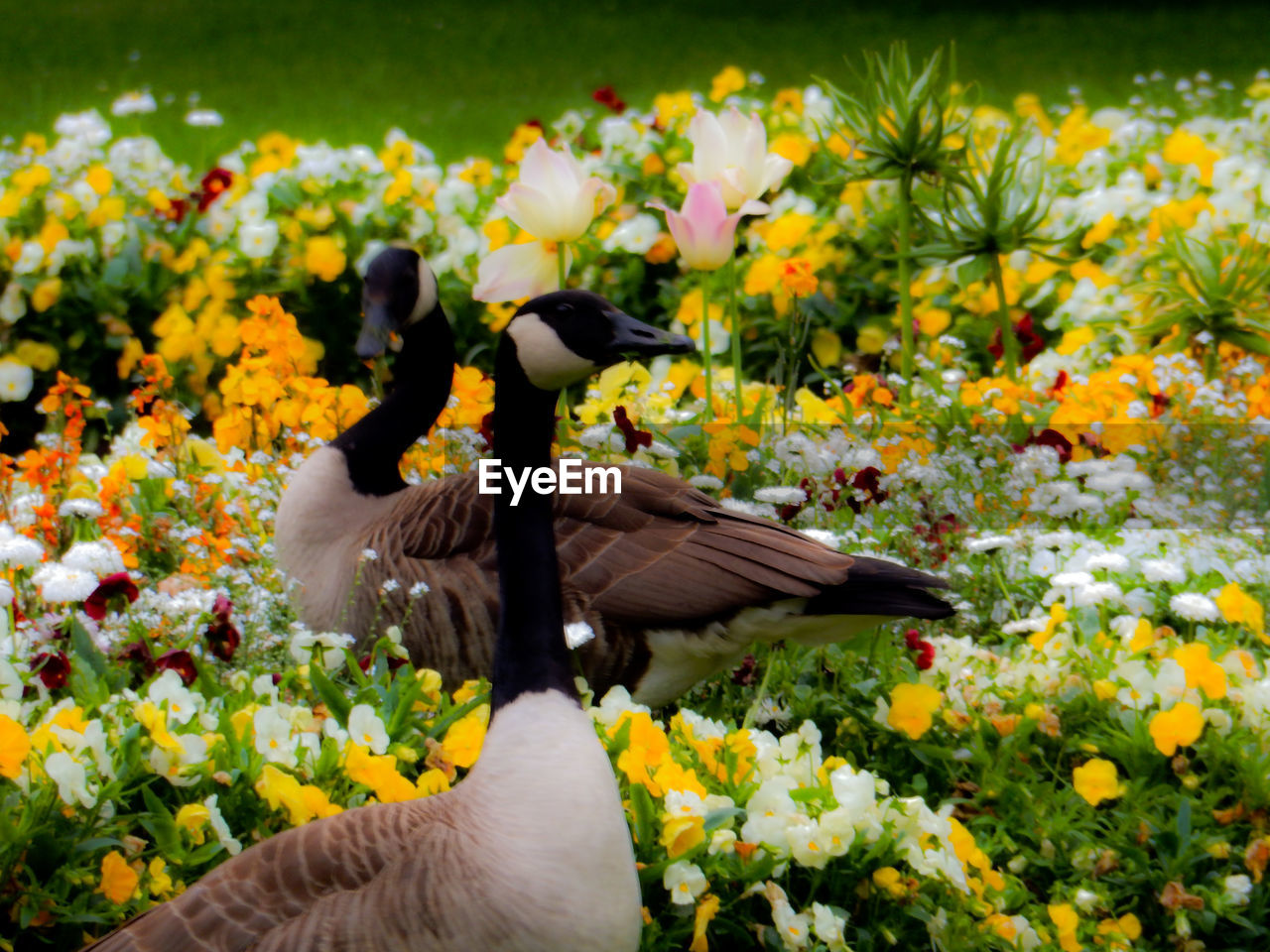 Side view of canada geese on flowering field