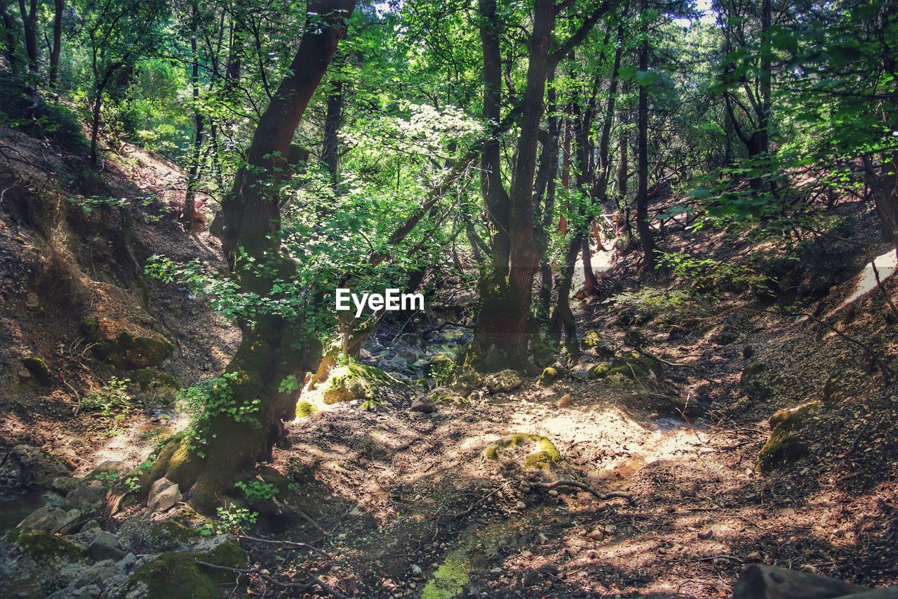 VIEW OF TREES IN FOREST