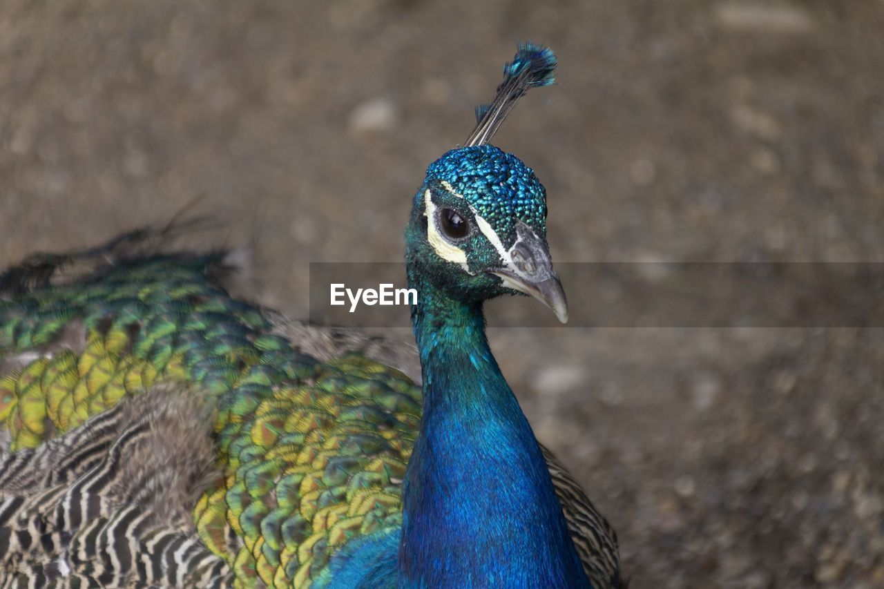 CLOSE-UP OF A BIRD AGAINST BLURRED BACKGROUND