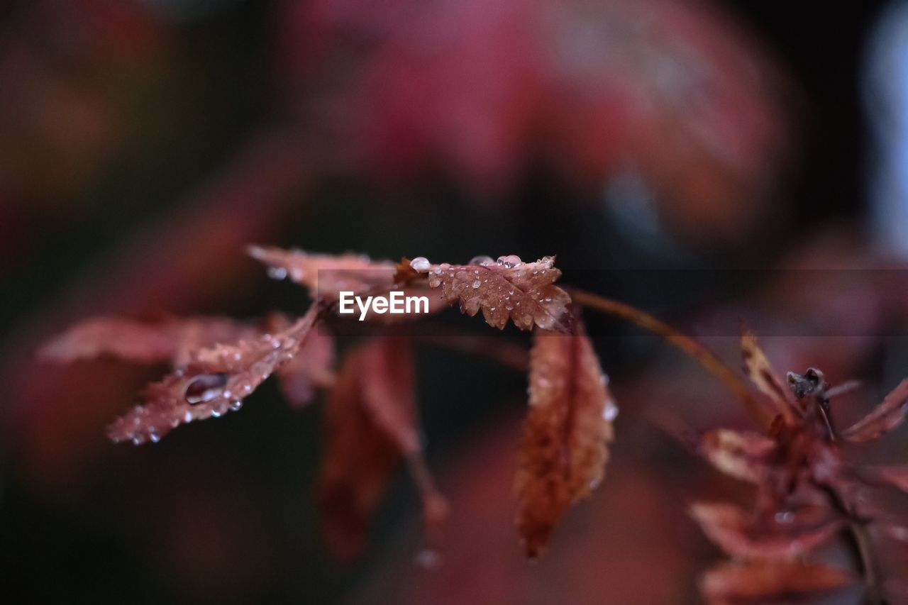 Close-up of frozen plant