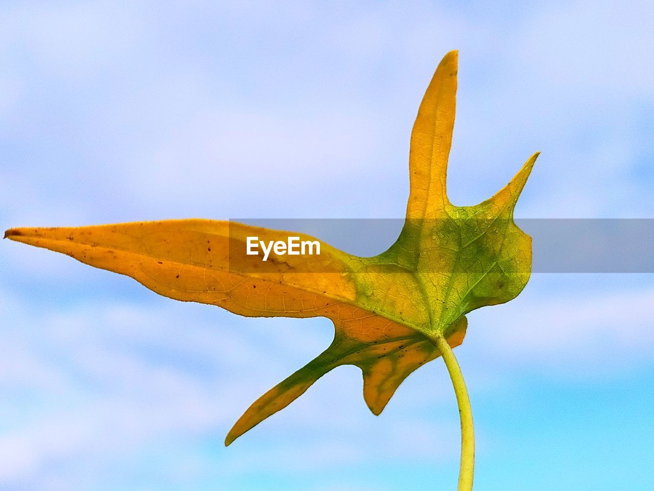 LOW ANGLE VIEW OF LEAF AGAINST SKY