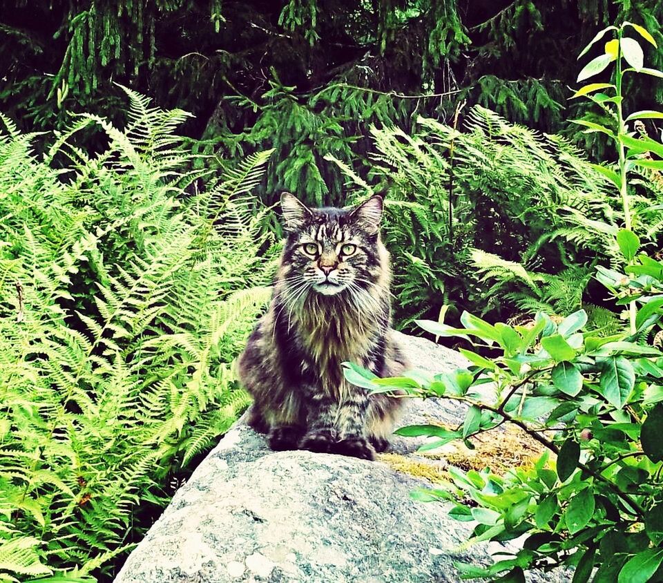 PORTRAIT OF CAT LYING ON WALL