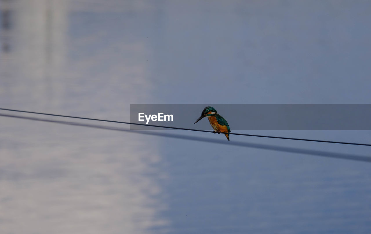 Low angle view of bird perching on cable