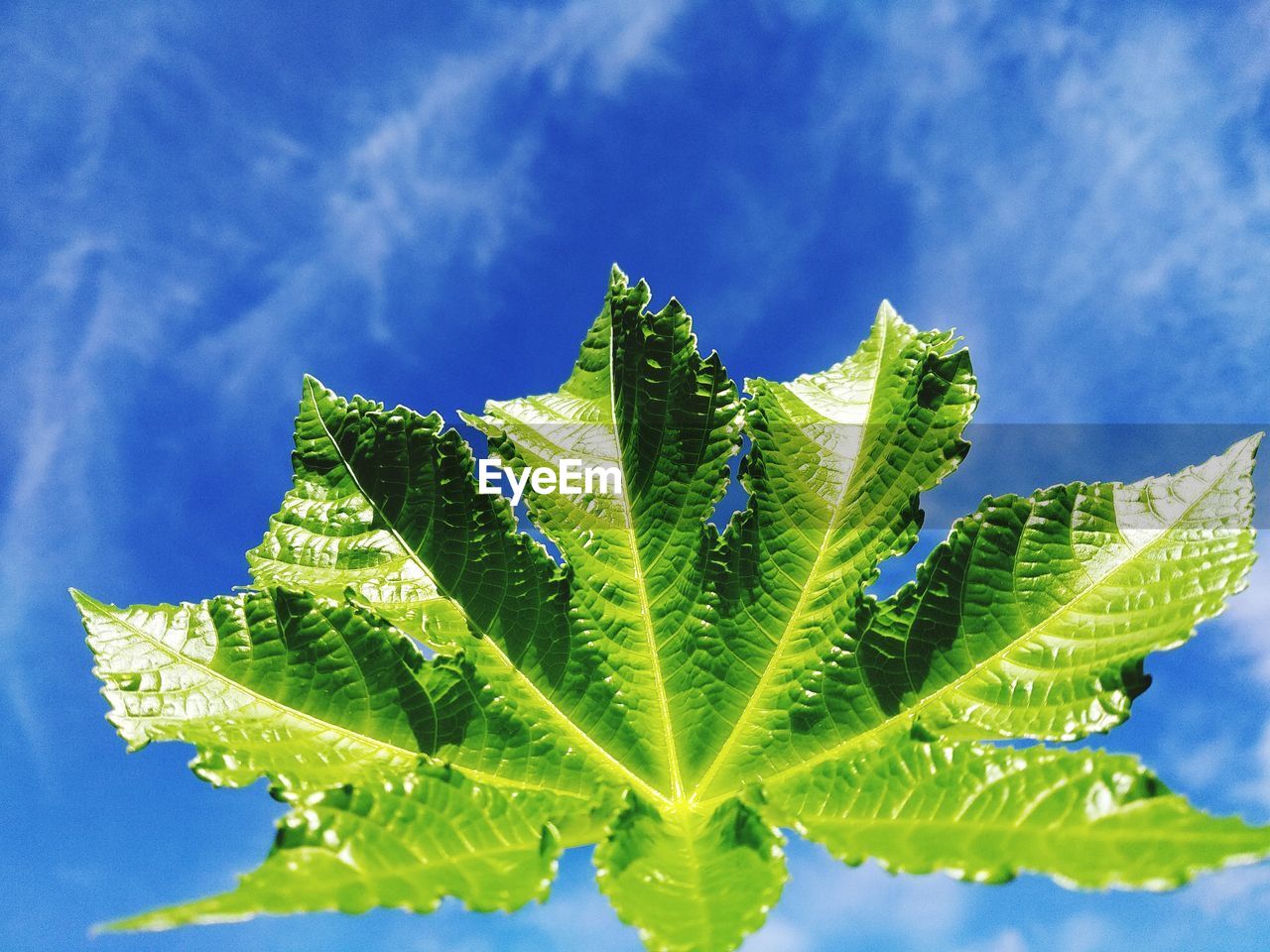 Low angle view of green leaves against sky