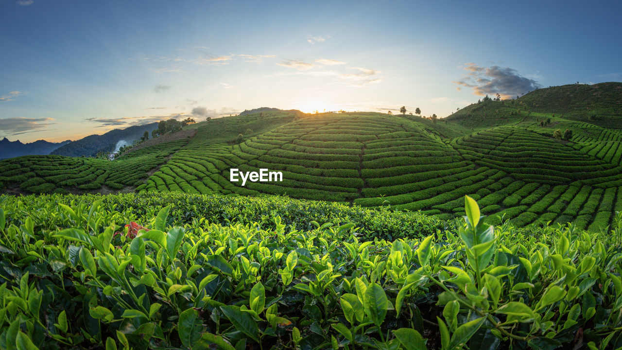 Scenic view of agricultural field against sky