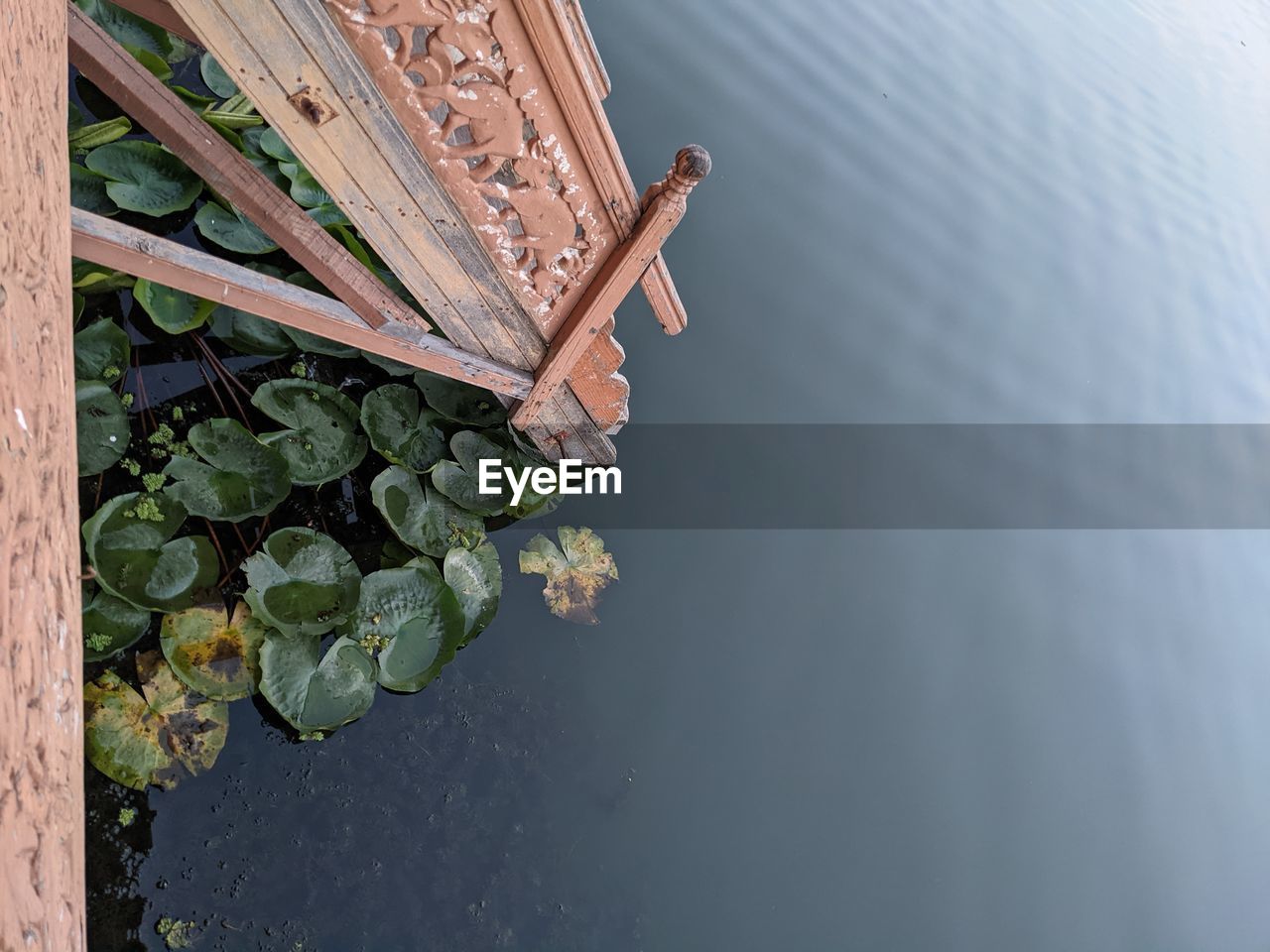 HIGH ANGLE VIEW OF WATER LILY IN LAKE