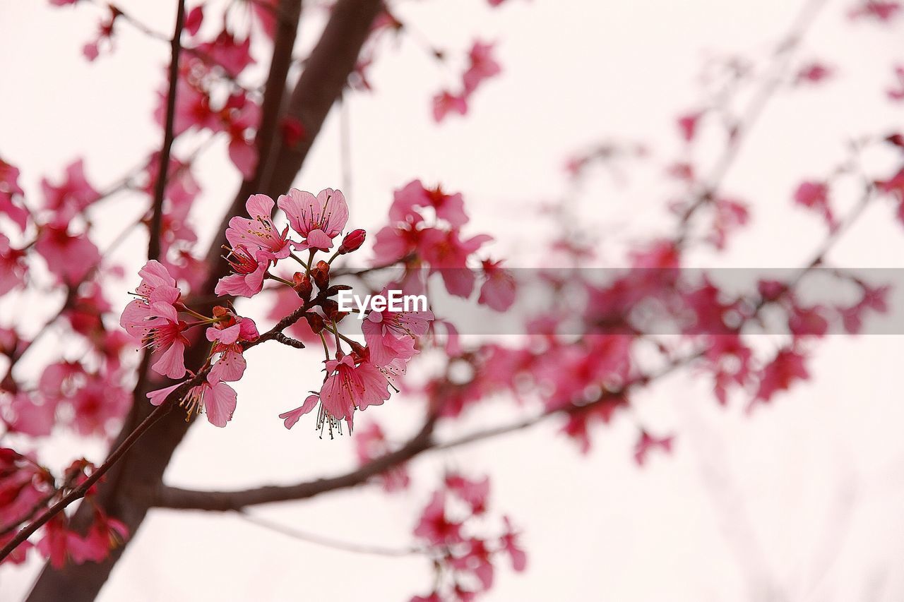 CLOSE-UP OF FLOWERS ON BRANCH