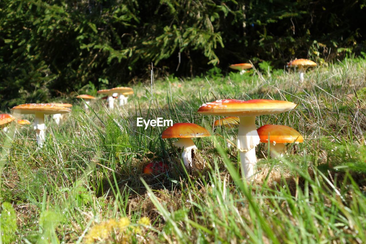 Close-up of mushrooms growing in forest