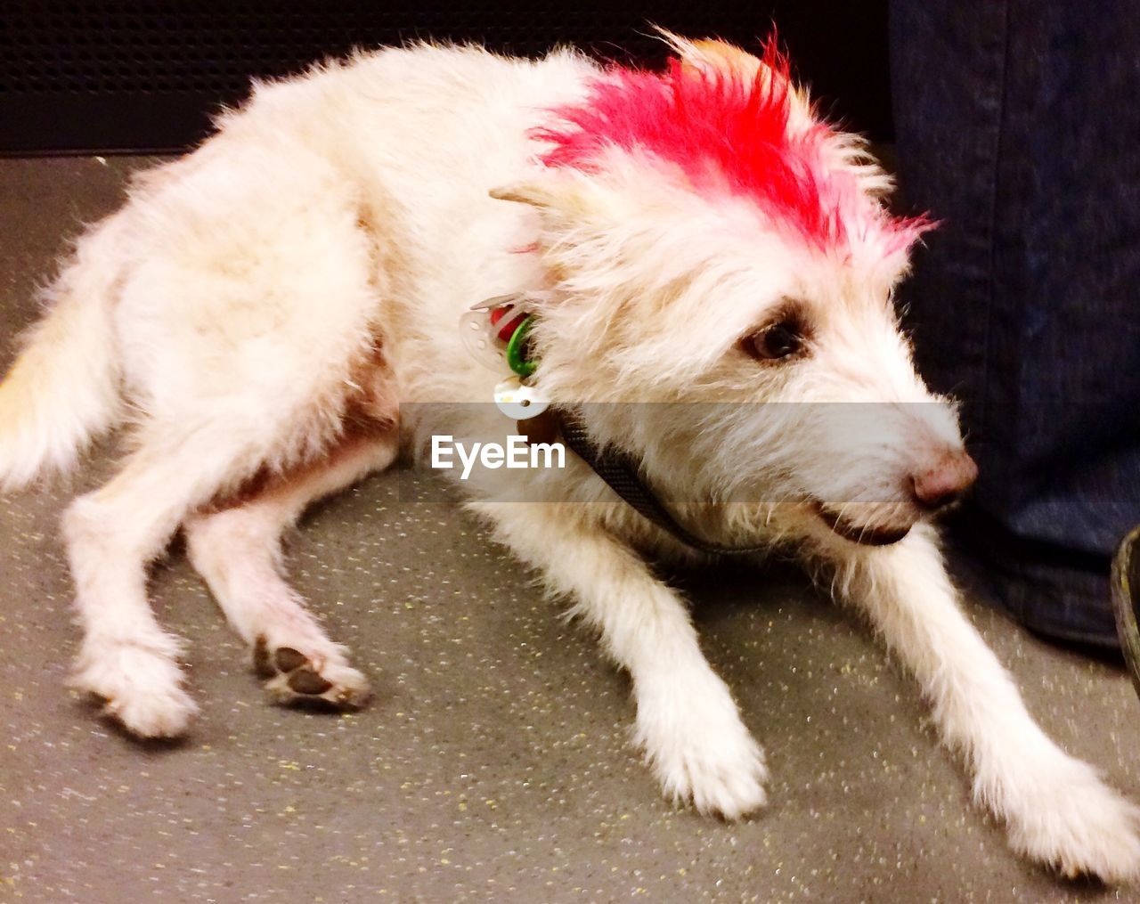 PORTRAIT OF DOG LYING ON GROUND