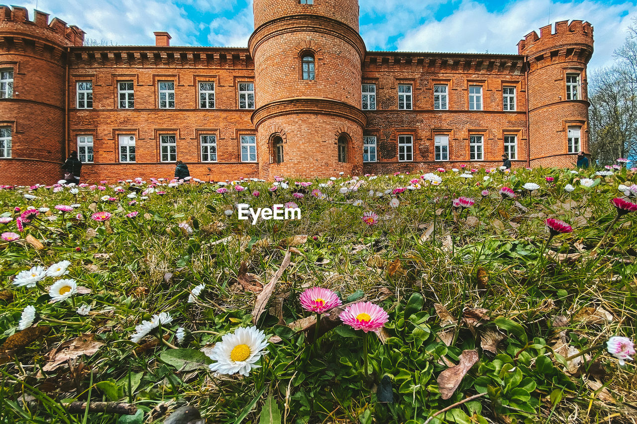 FLOWERING PLANTS AGAINST BUILDING