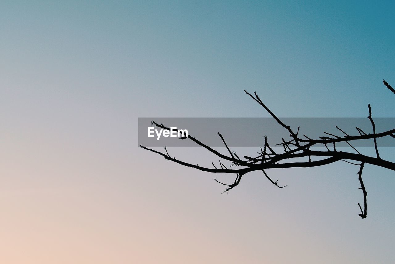 LOW ANGLE VIEW OF SILHOUETTE BIRDS ON TREE AGAINST CLEAR SKY