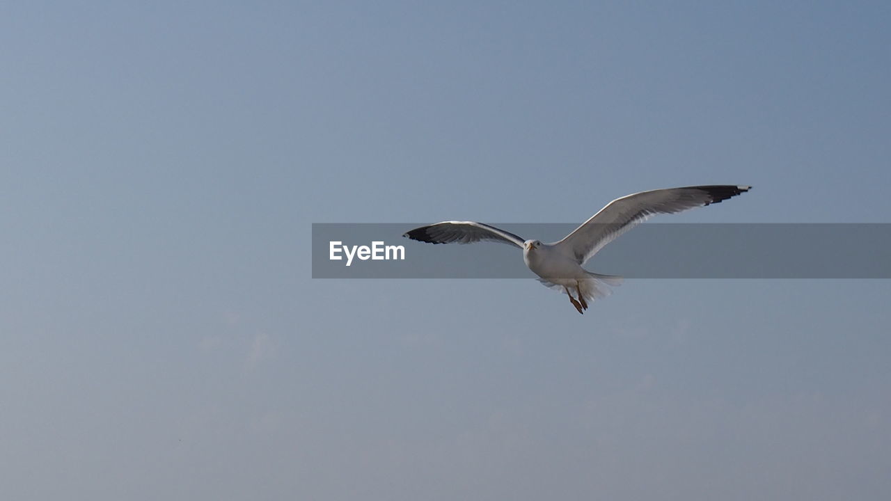 LOW ANGLE VIEW OF SEAGULL FLYING AGAINST CLEAR SKY