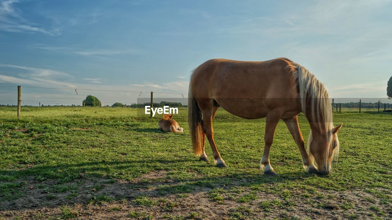 HORSES GRAZING IN FIELD