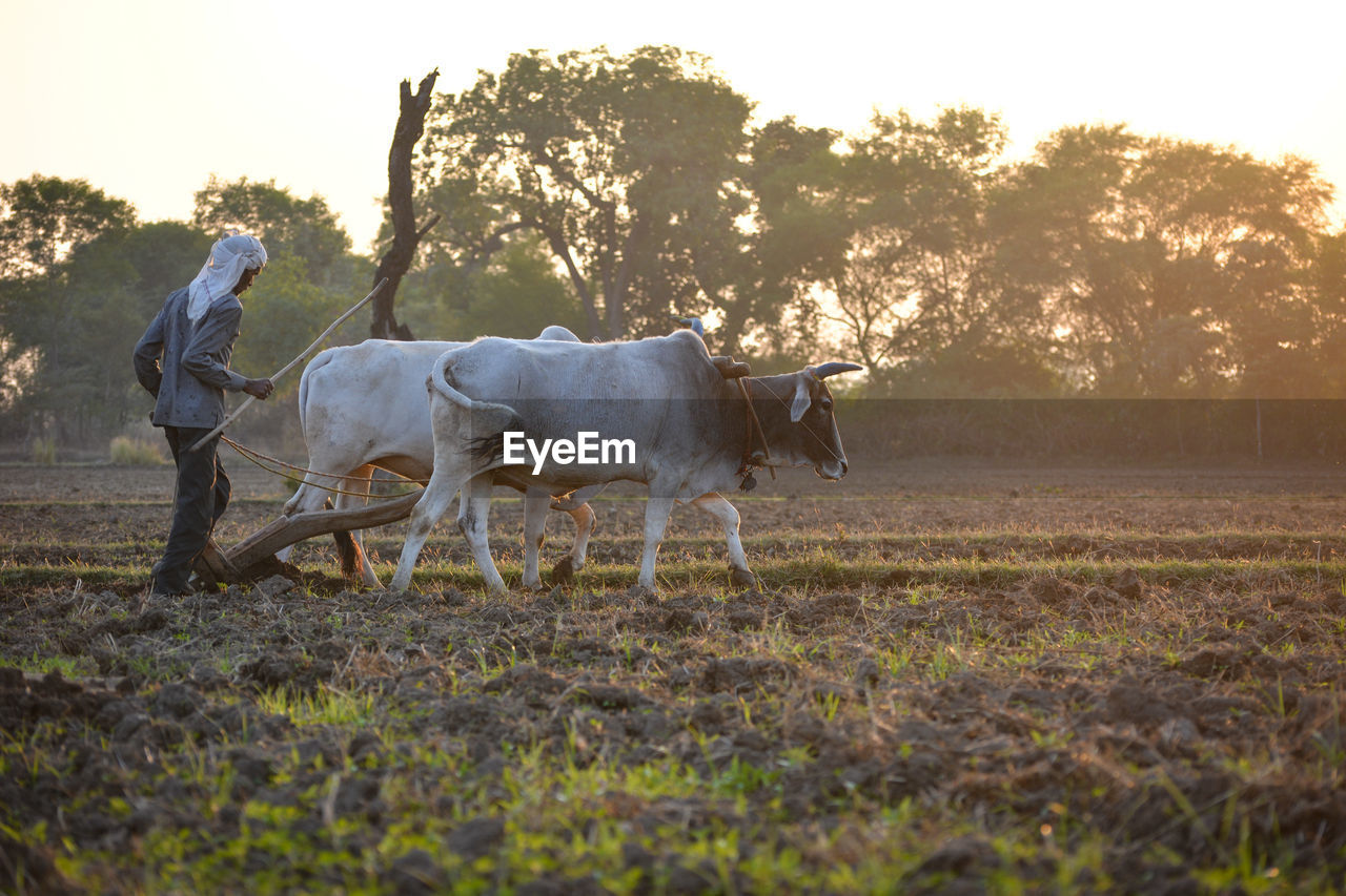 HORSES ON FIELD BY PLANTS