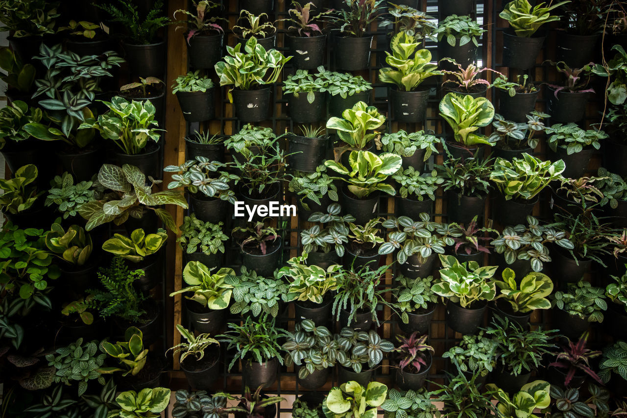 Plants growing in potted plant