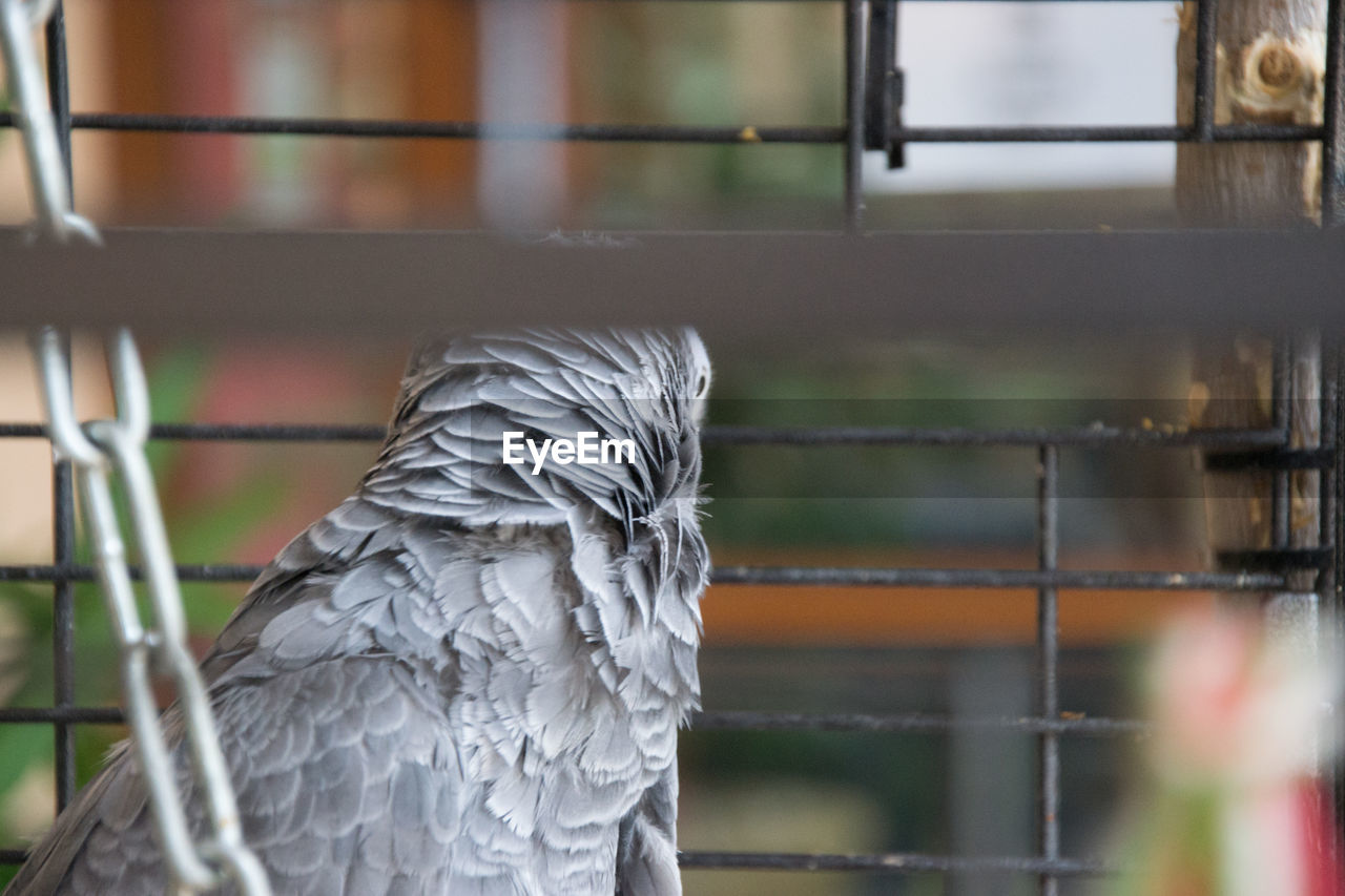 CLOSE-UP OF A CAGE