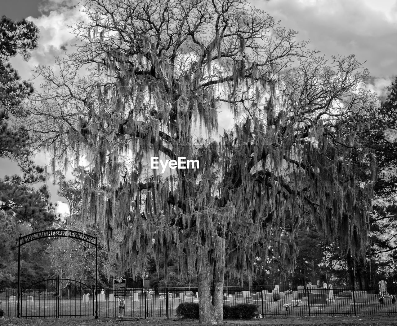 TREES IN PARK AGAINST SKY