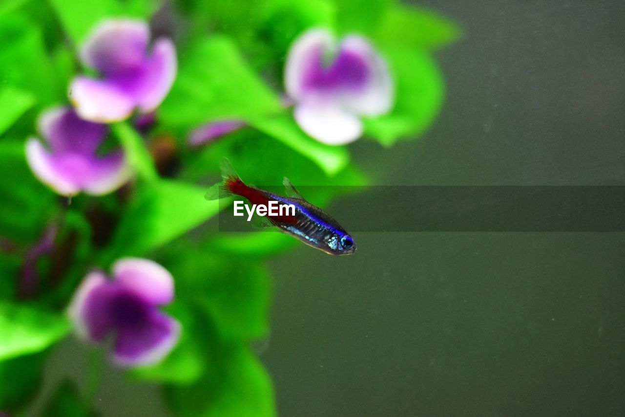 CLOSE-UP OF INSECT ON FLOWER