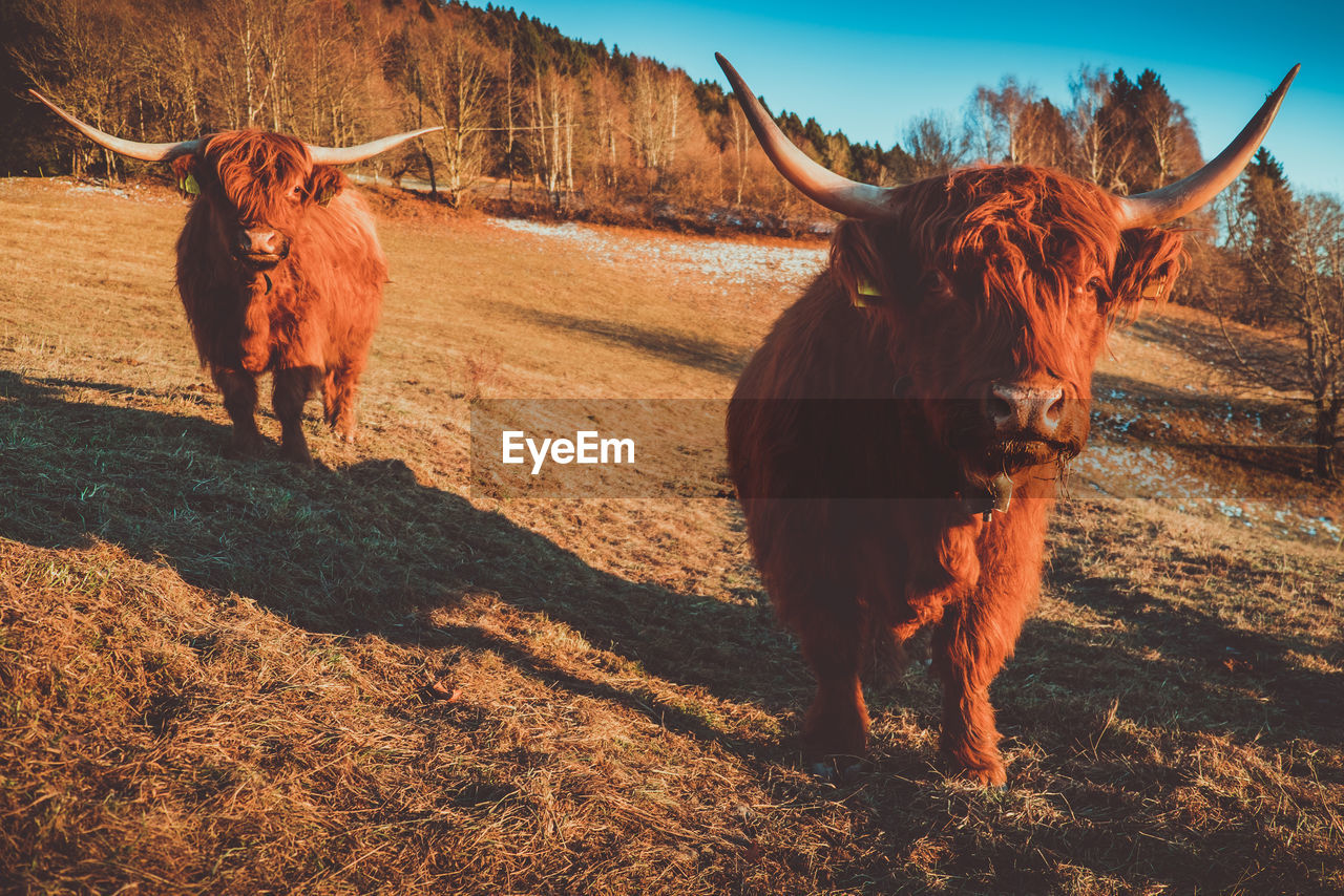 Hoghlander cow at pasture in mountain