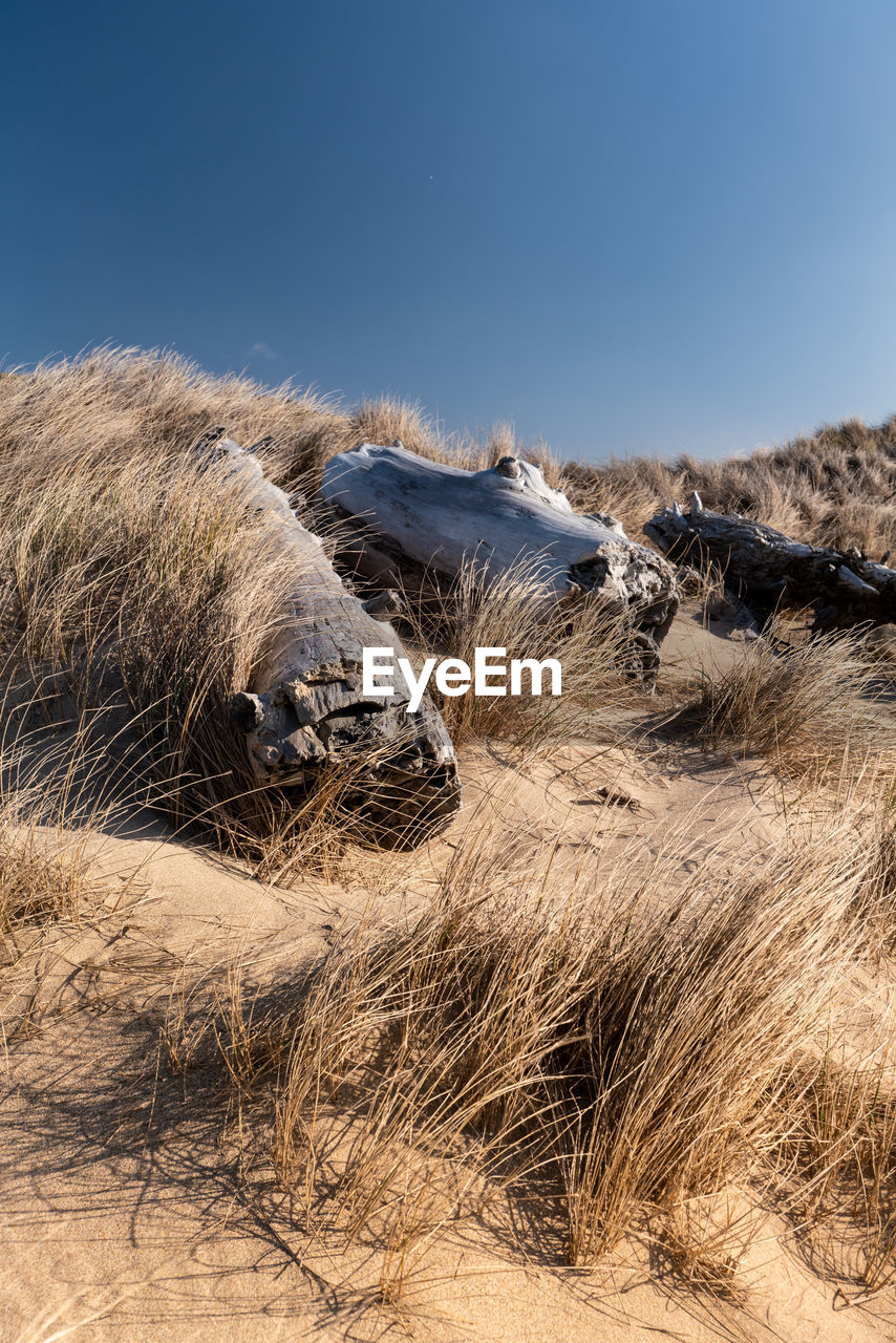 California coastal dune covered in sea grass and beached driftwood