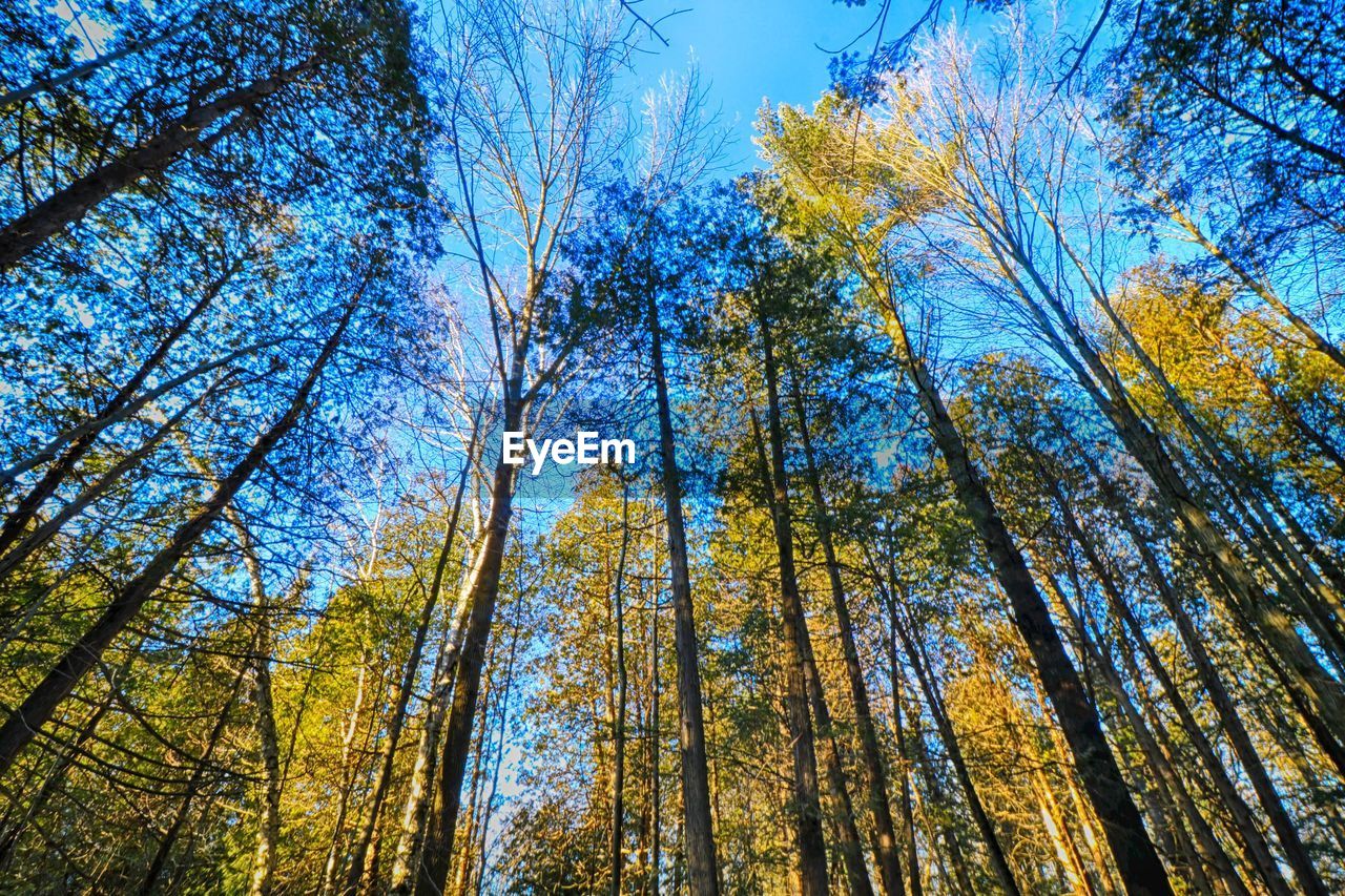 LOW ANGLE VIEW OF TREES AGAINST BLUE SKY