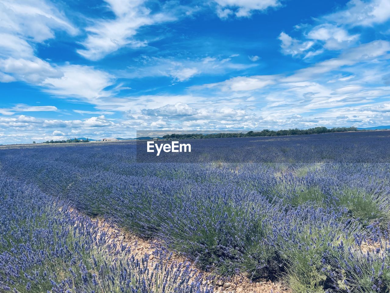 landscape, environment, plant, sky, land, grassland, nature, beauty in nature, flower, scenics - nature, prairie, grass, cloud, flowering plant, field, horizon, meadow, purple, tranquility, no people, steppe, blue, tranquil scene, rural scene, growth, freshness, agriculture, lavender, natural environment, wilderness, wildflower, outdoors, plain, day, rural area, non-urban scene, mountain, idyllic, sunlight, wetland, plateau, food and drink, crop, summer, abundance, food, springtime, travel