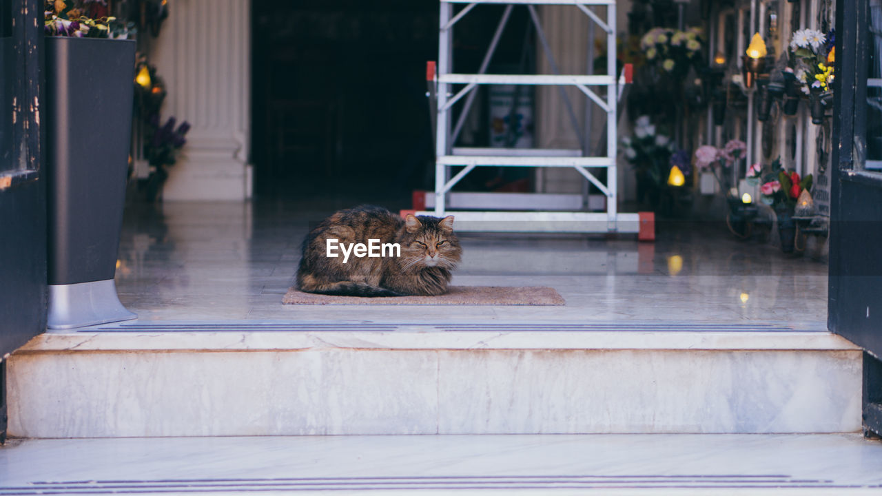 Cat resting on porch