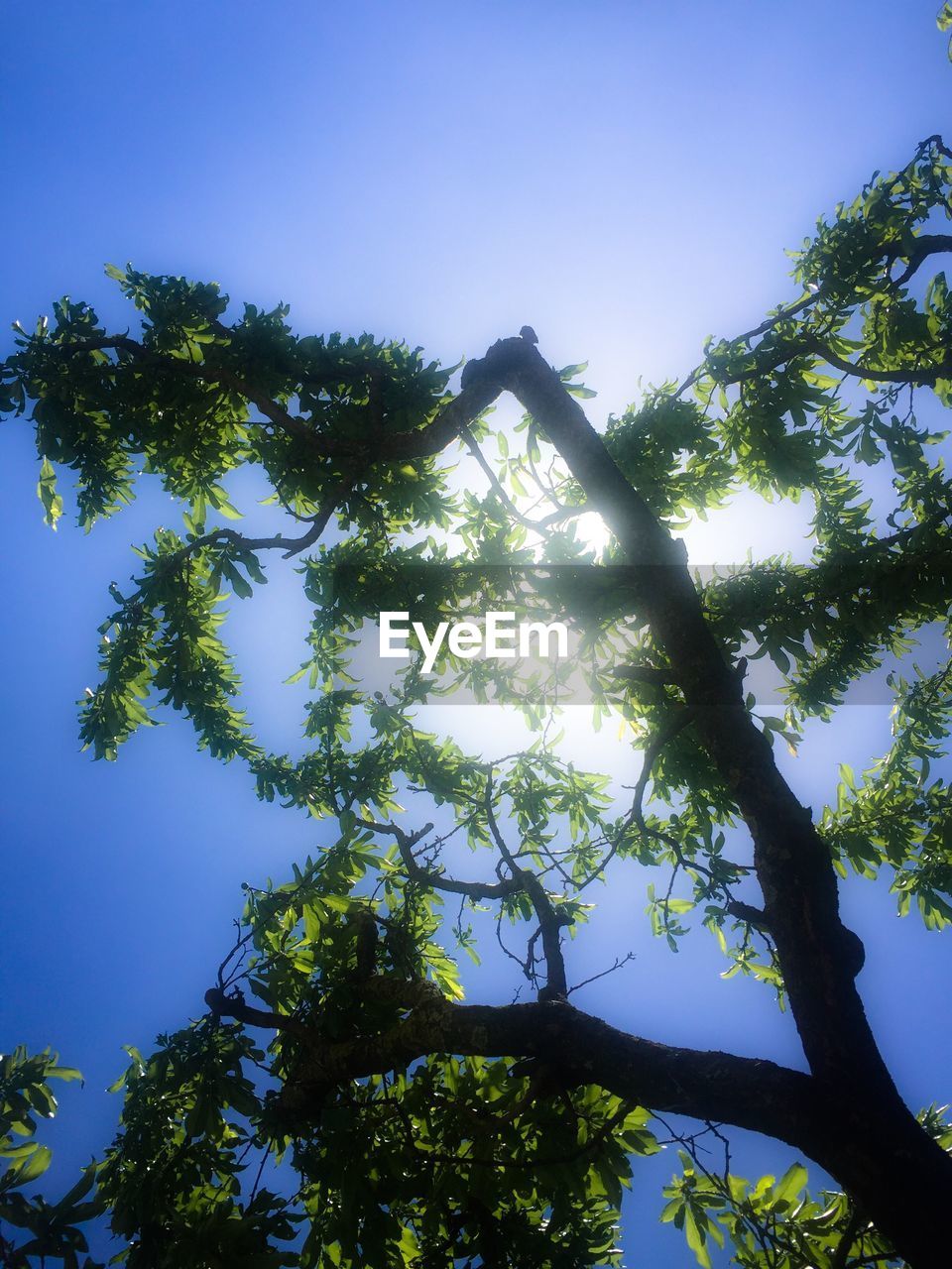 LOW ANGLE VIEW OF TREE AGAINST CLEAR SKY