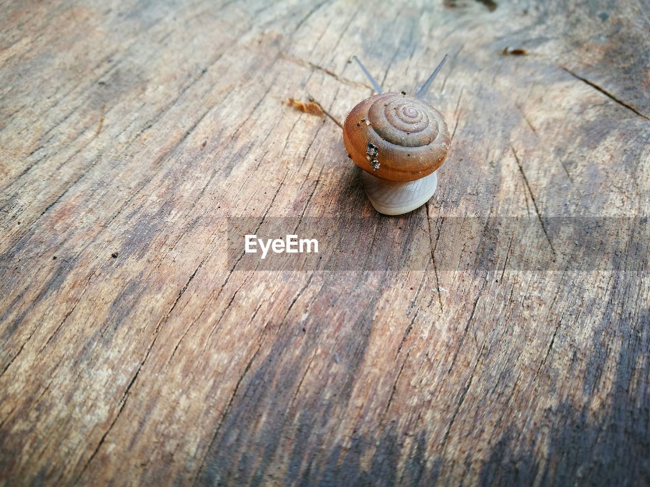 Close-up of snail on table