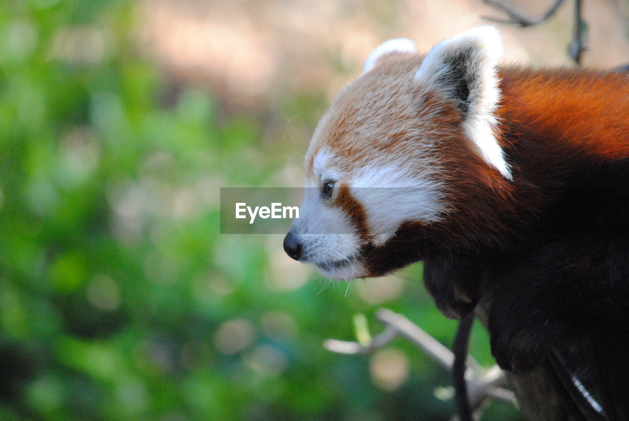 Close-up of red panda looking away